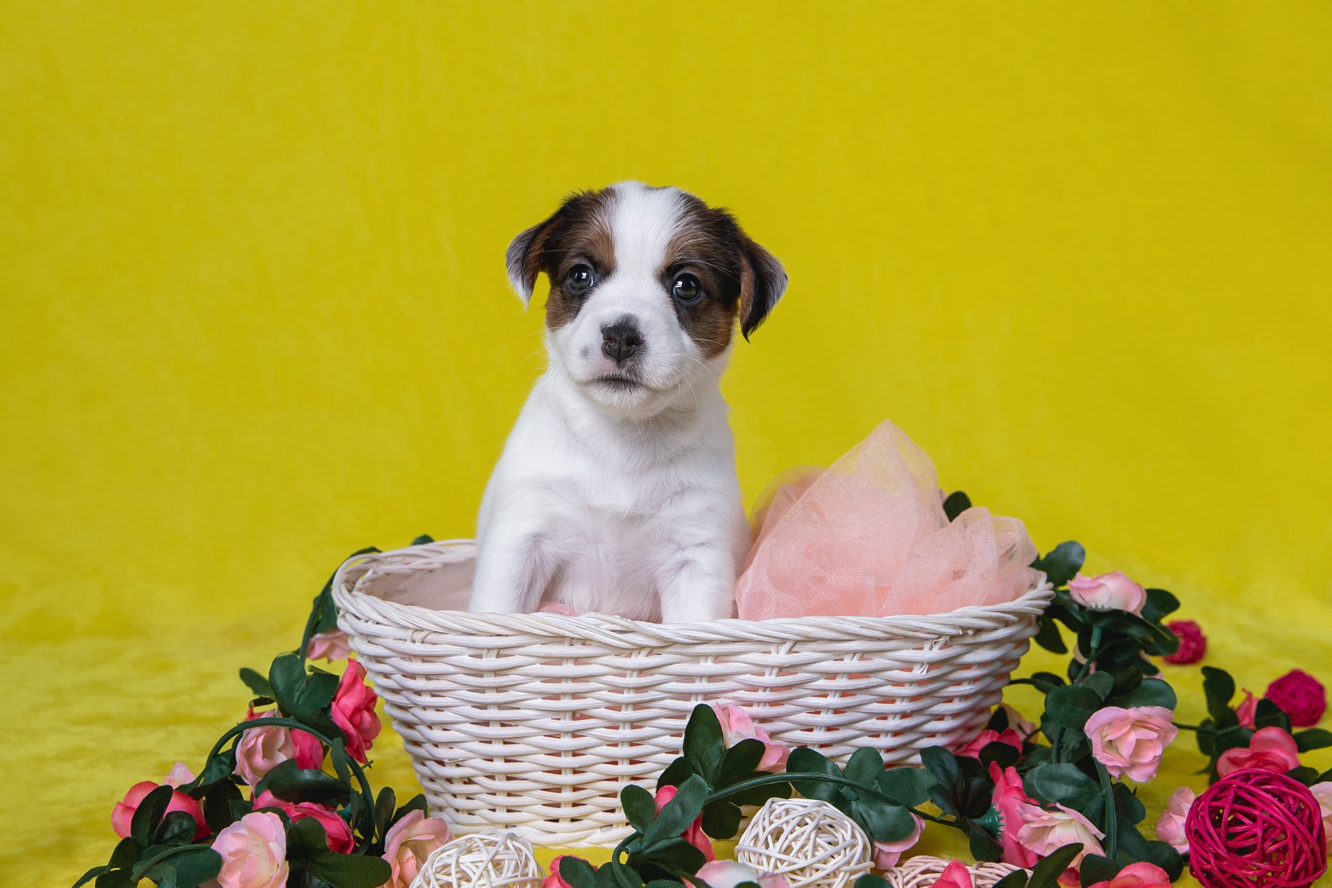 LITTER «B» 03.10.2025. Lovely-Orange питомник джек рассел терьеров