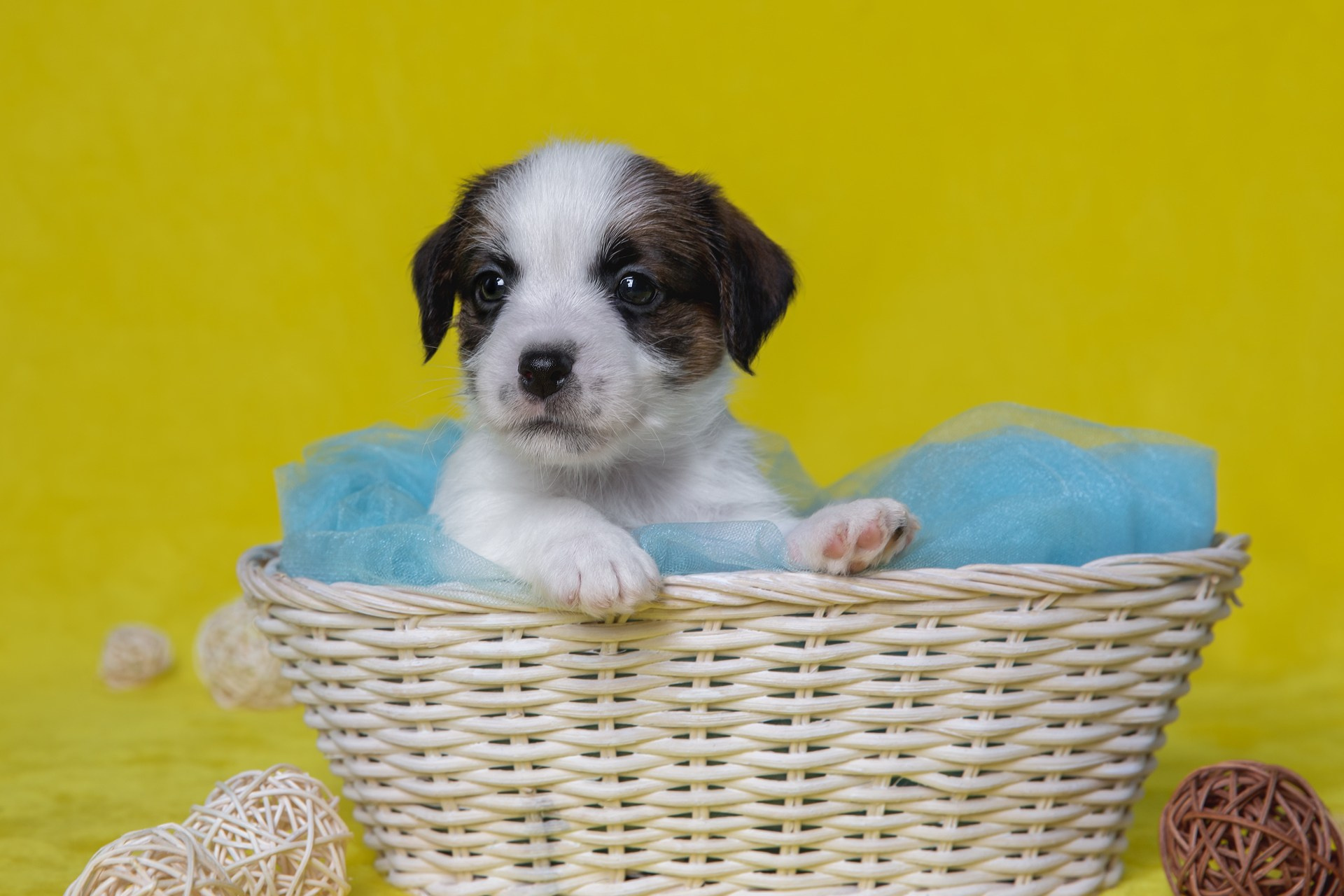 LITTER «B» 03.10.2025. Lovely-Orange питомник джек рассел терьеров