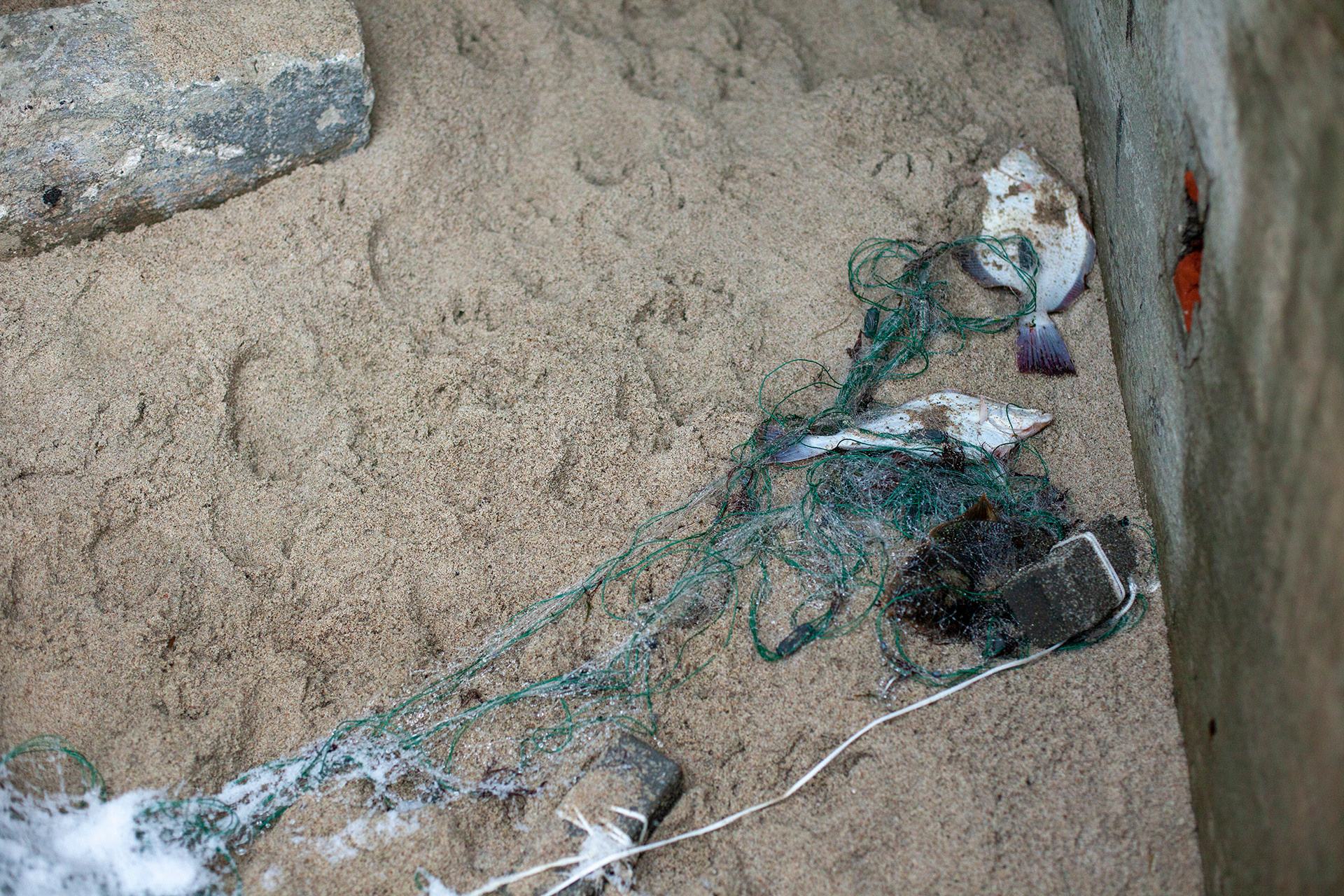 Кураторский проект «Инородное тело»