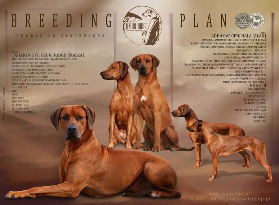 Планируемые пометы родезийского риджбека Adhamas Geni Nala (Алана). Rhodesian ridgeback Adhamas Geni Nala