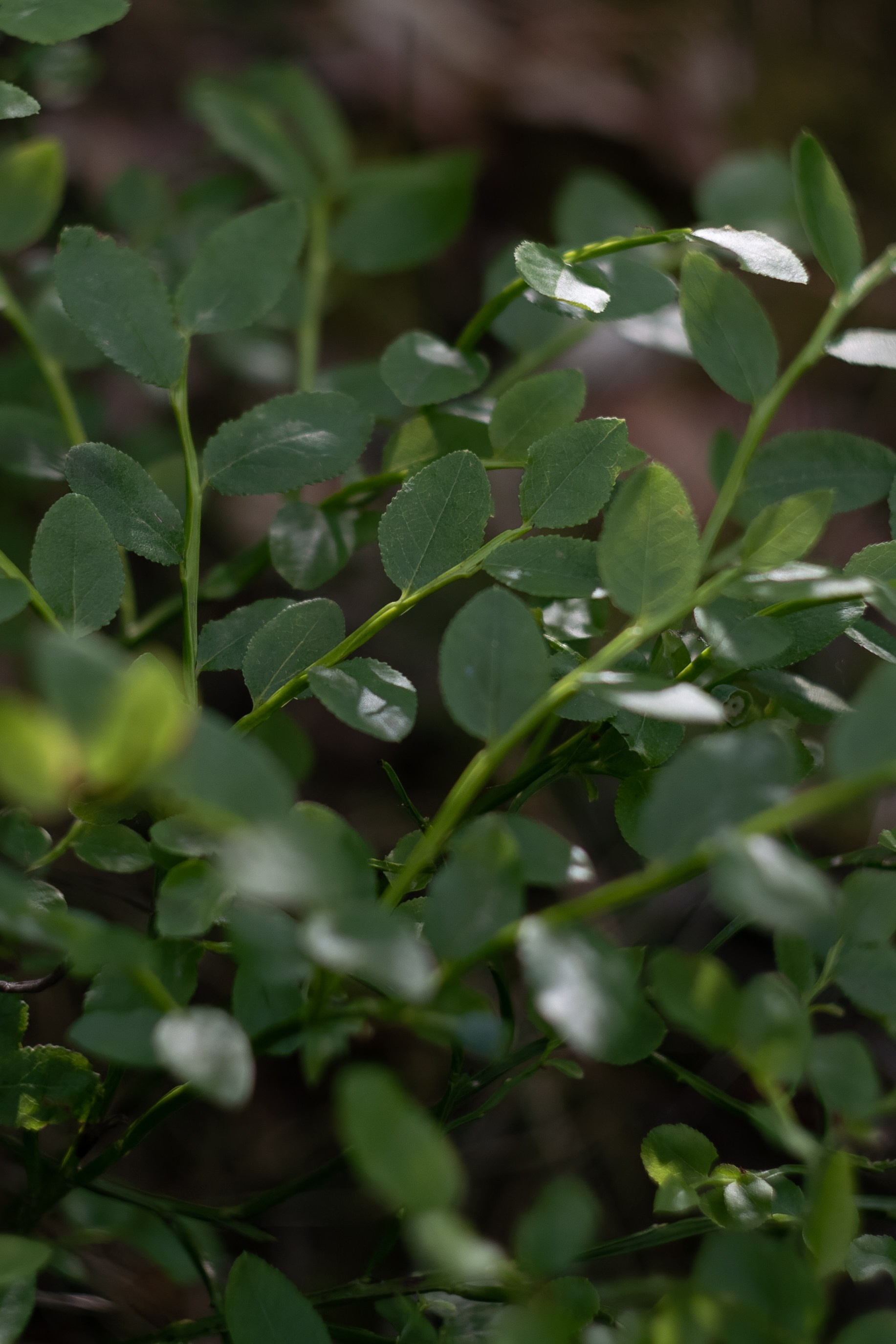 «Голливудская» связка Sony A7 III и Гелиос 44-2. Юля Дэй • Фотограф, Санкт-Петербург