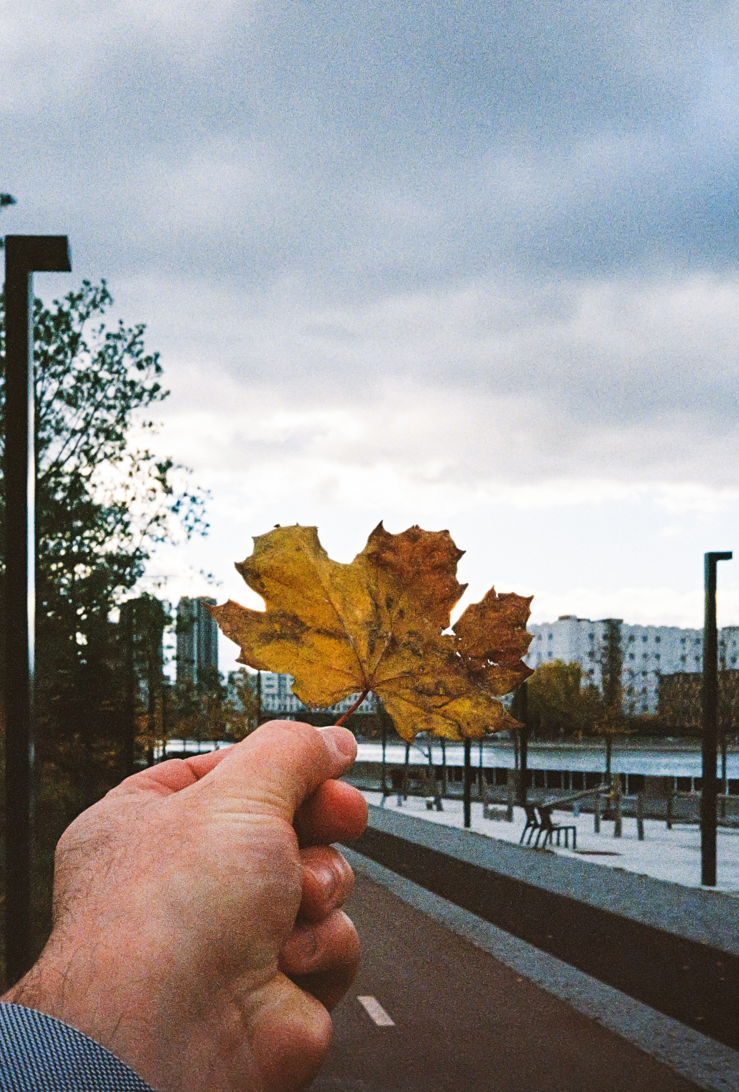 Жёлтый осенний листок в руке