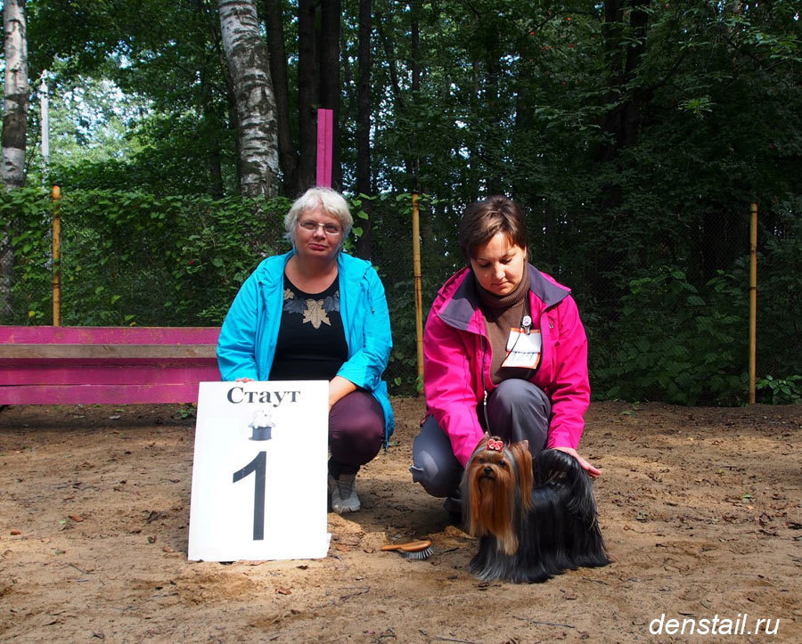 2014 г Результаты выставок. Питомник Йоркширских терьеров Дэнстайл в Санкт-Петербурге заводчик Тих