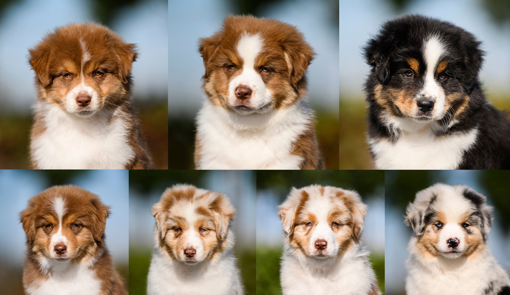 PAST LITTERS. APPLEDORE