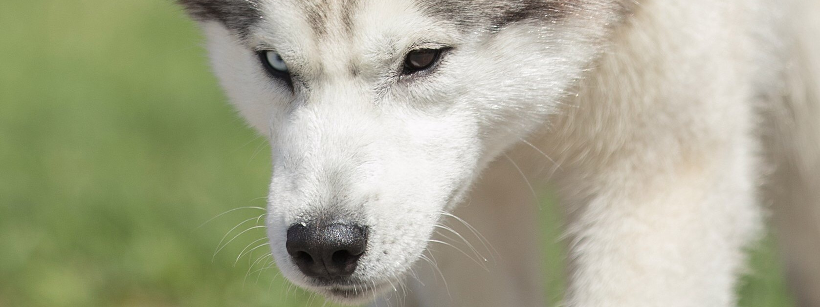 Положения РКФ. Центр развития кинологии Звезда Невы
