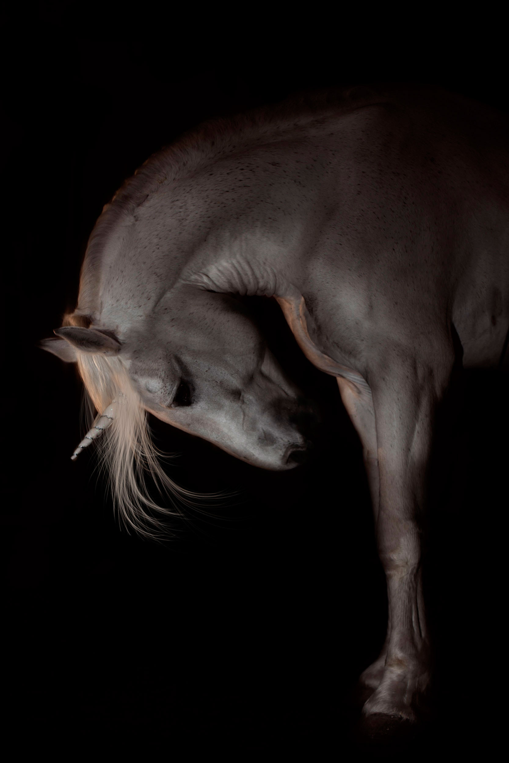 Главная. Конный фотограф в Красноярске — Любовь Похабова