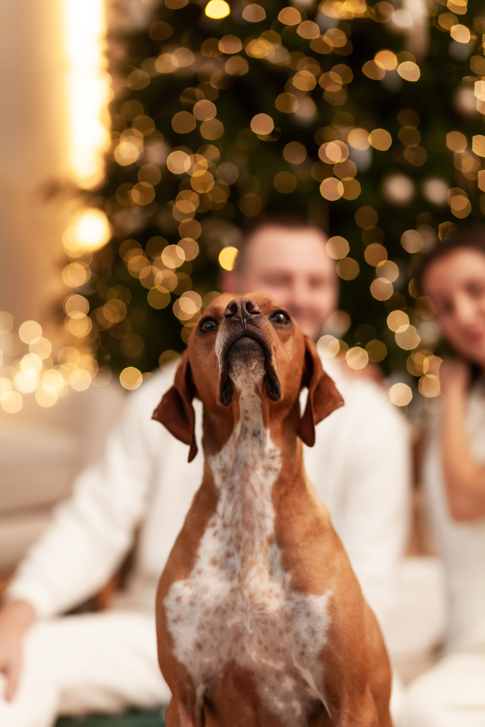 Портрет питомца в студии