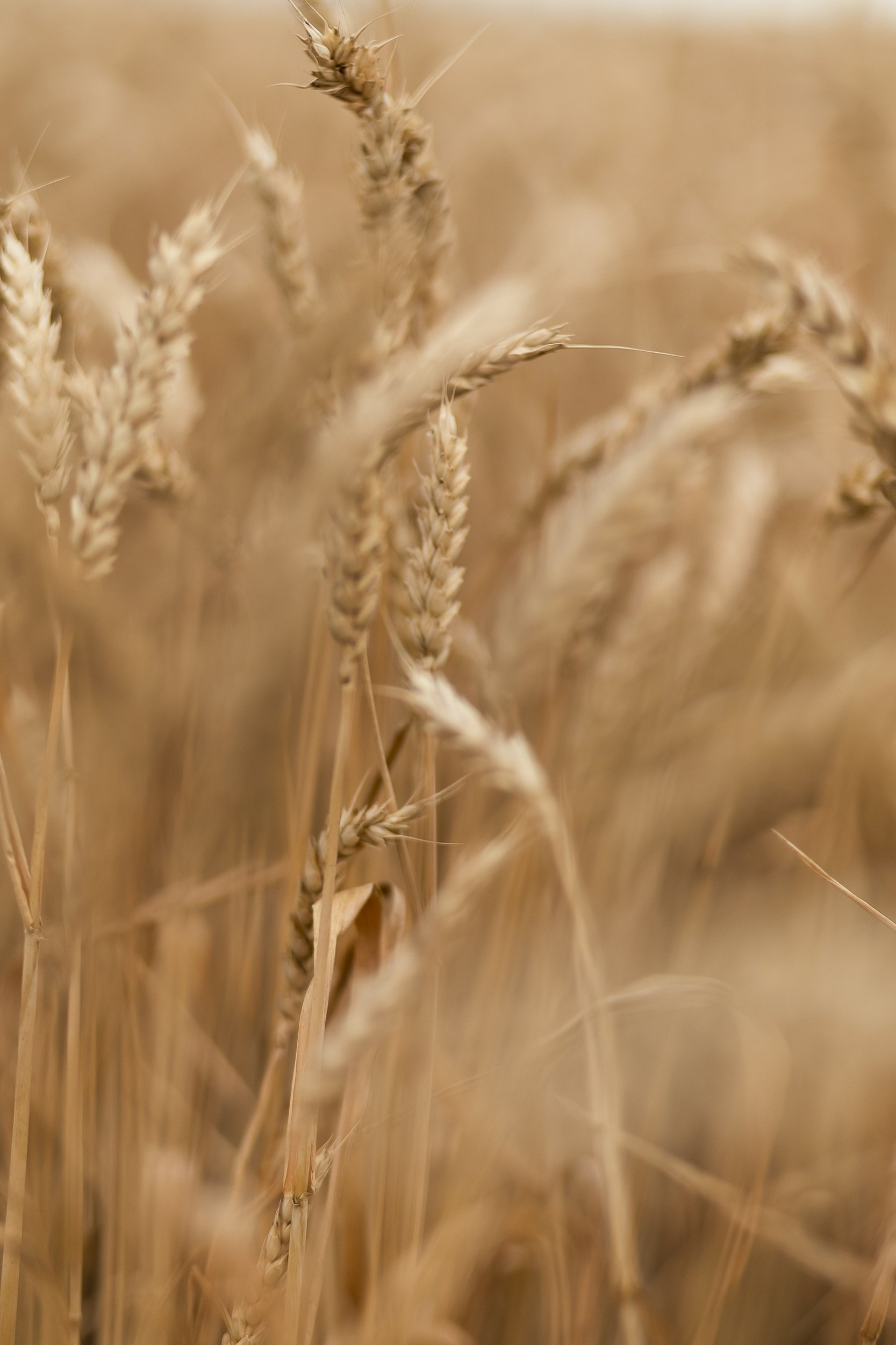 Пшеничные колосья крупным планом