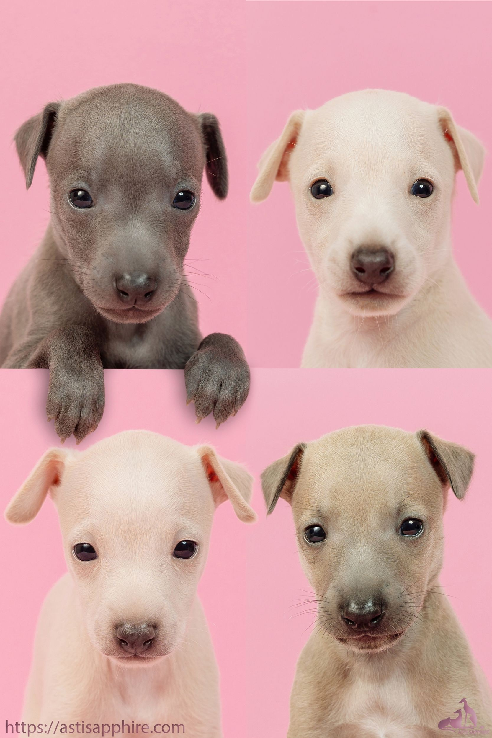 Июльские малыши. Professional Italian Greyhound Kennel RKF/FCI ASTI SAPPHIRE 💎 Sochi|St. Petersburg