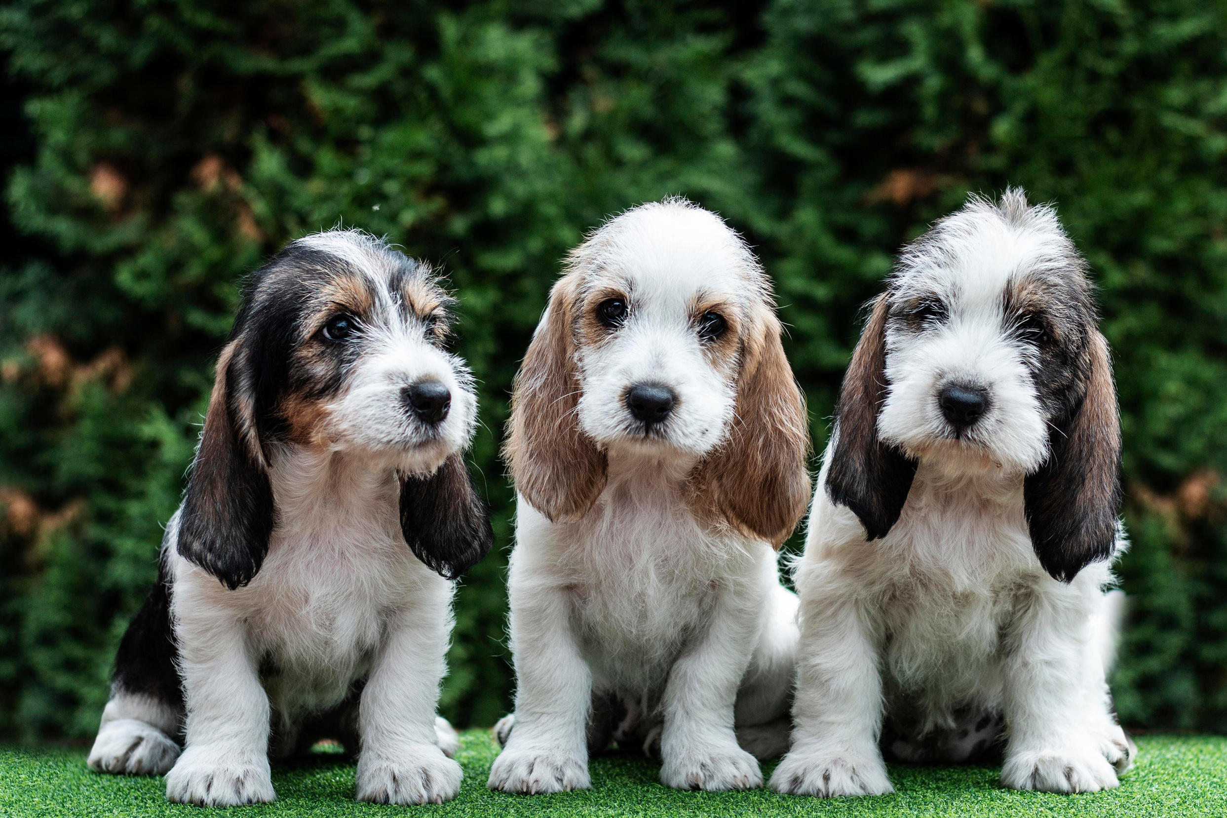 Фотограф Анималист Новосибирск Татьяна Кауфман. Фотографирую собаку. Фотосессия щенков. Фотосессия собак. Заказать съемки. Заказать фотосессию в Новосибирске. Фотосессия Новосибирск. Анималистика. Как фотографировать собак? Как сфотографировать собаку? Как фотографировать собак в движении. Съемка на выставке. Экстерьерная фотосессия 