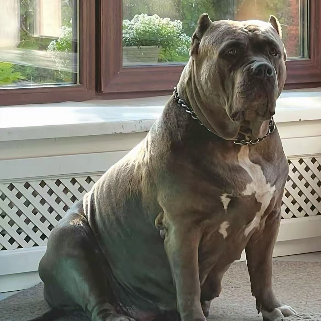 Наши собаки. Американские булли XL в г. Калининград. Питомник Great Bully UNIVERSE