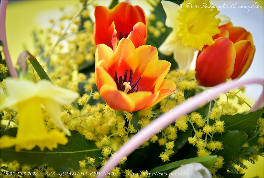 2026. Фотограф анималист | семейный Юлия Вакуленко, г. Краснодар