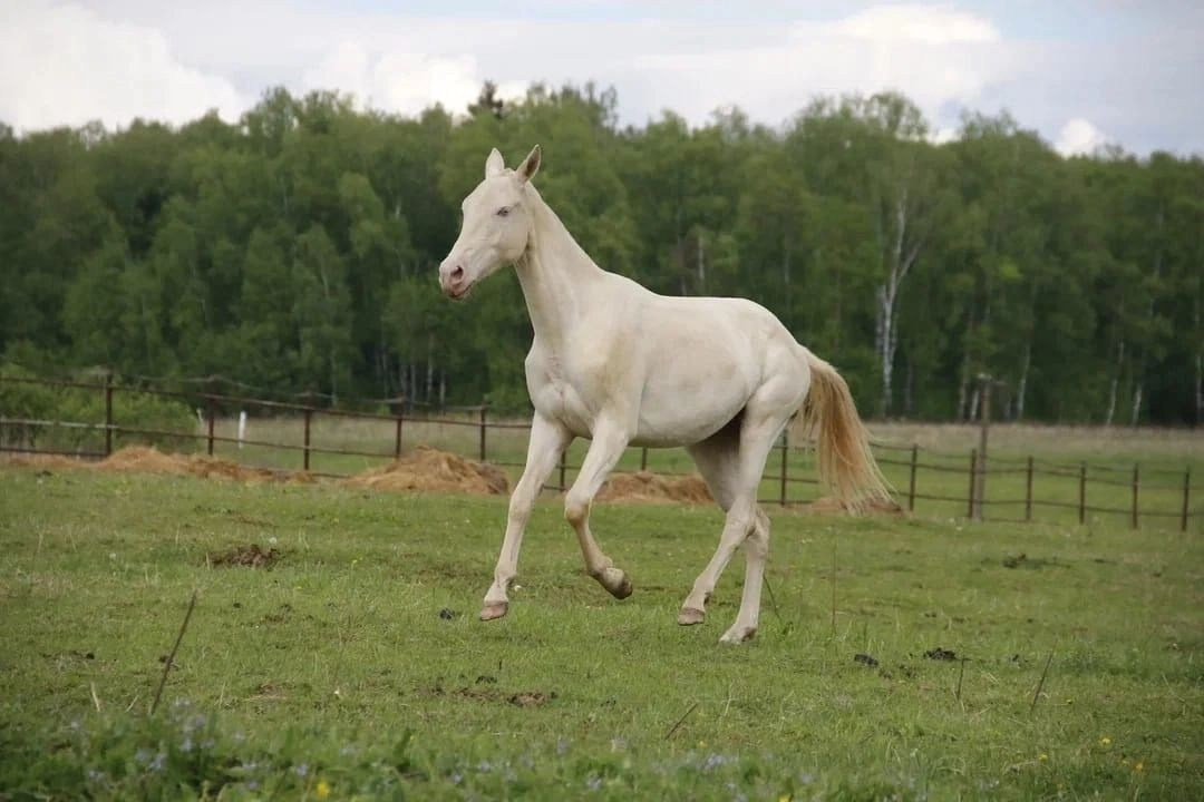Перли Дере. Продажа ахалтекинских и полукровных лошадей