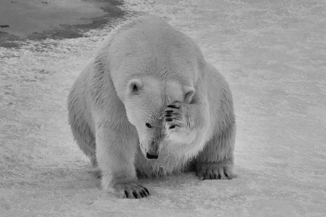 Ледокол знаний. Международная онлайн-фотошкола Сергея Рожнова