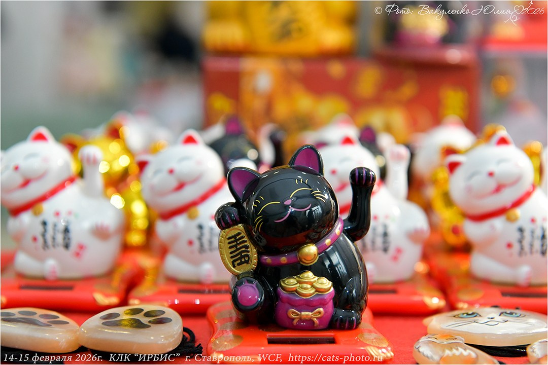 2026. Фотограф анималист | семейный Юлия Вакуленко, г. Краснодар