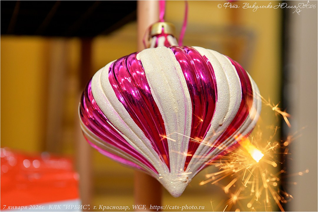 2026. Фотограф анималист | семейный Юлия Вакуленко, г. Краснодар