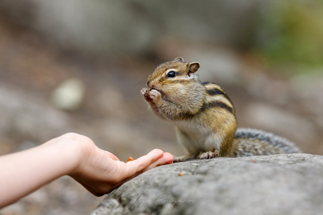 Из Иркутска в Саяны (курорт Аршан). Илья Буянов, гид по Байкалу, фотограф — baikalsky.com