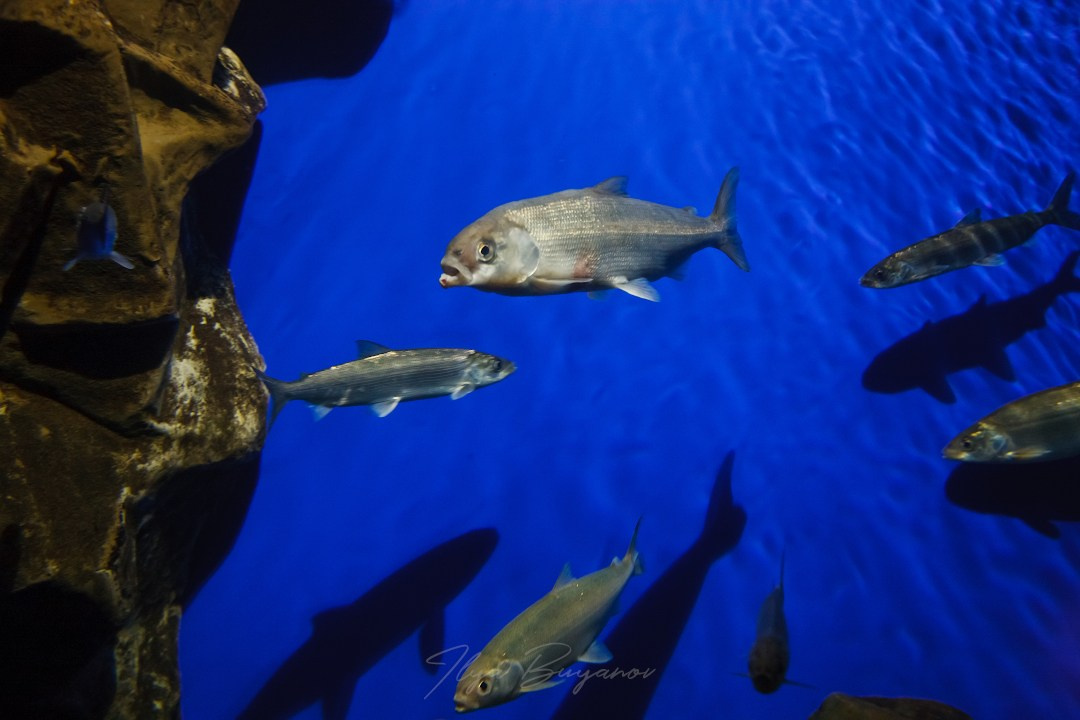 Из Иркутска в Листвянку. Илья Буянов, гид по Байкалу, фотограф — baikalsky.com