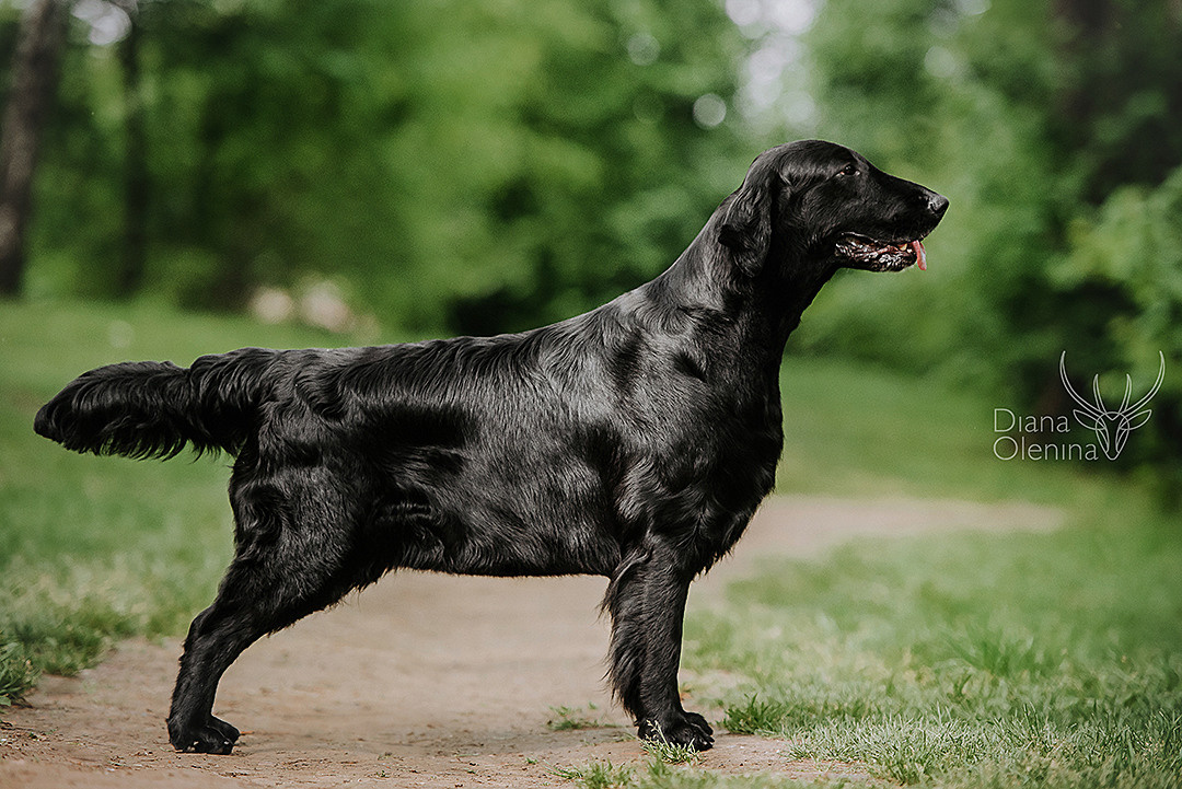 Прямошерстный ретривер