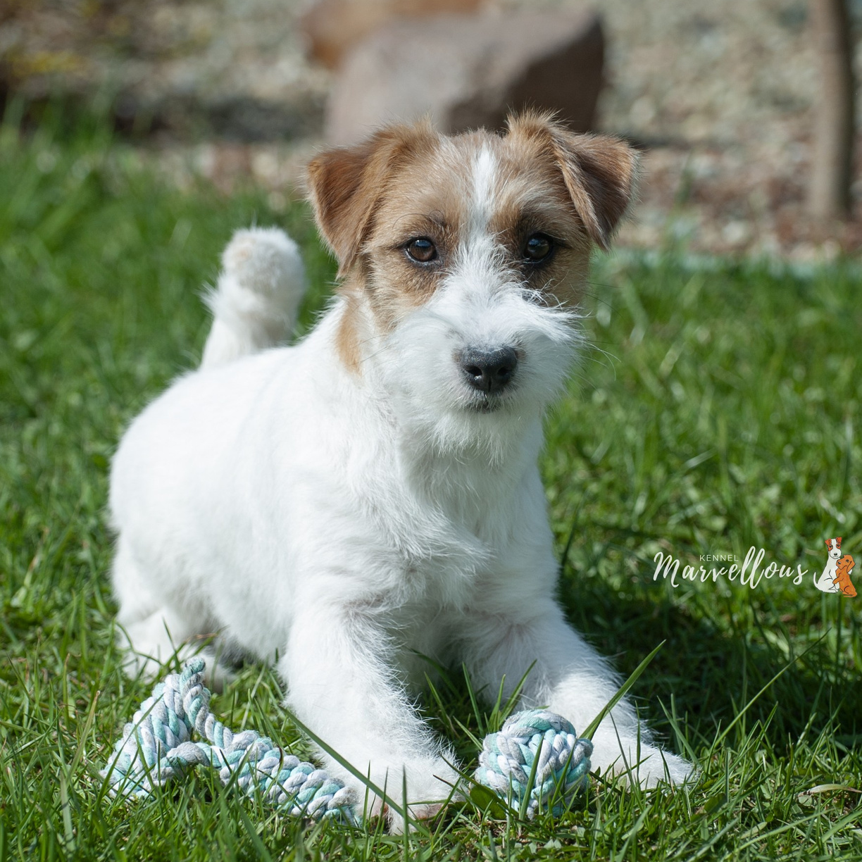 ЩЕНКИ КУПИТЬ. CANE MAESTRO — kennel Jack Russell Terrier