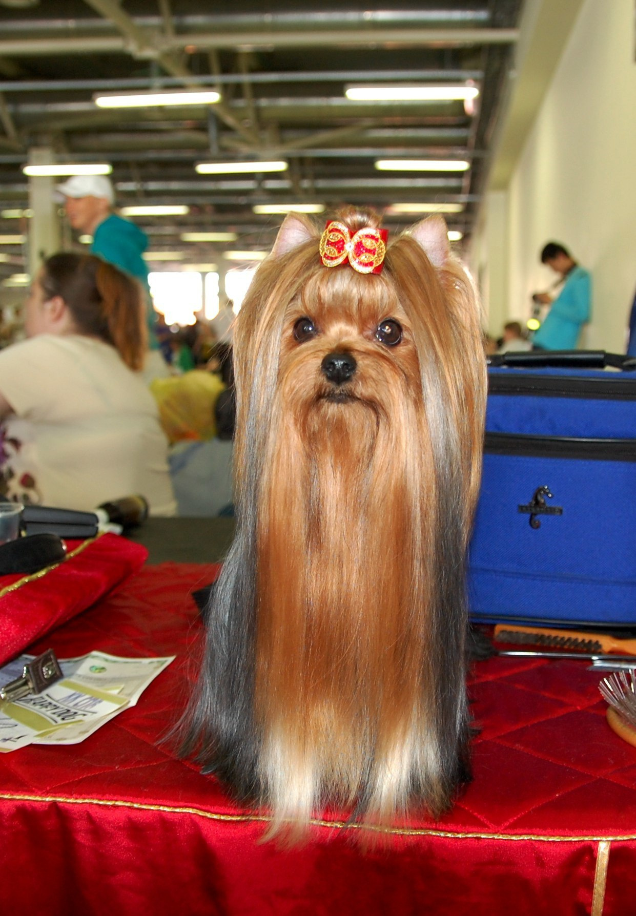 2015 г Результаты выставок. Питомник Йоркширских терьеров Дэнстайл в Санкт-Петербурге заводчик Тих