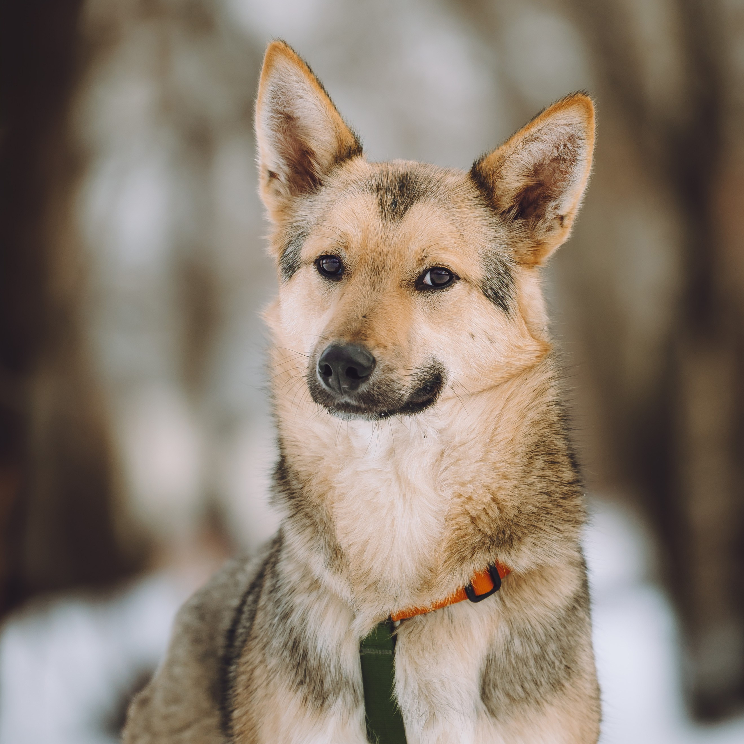 Ищут дом. Забери домой друга