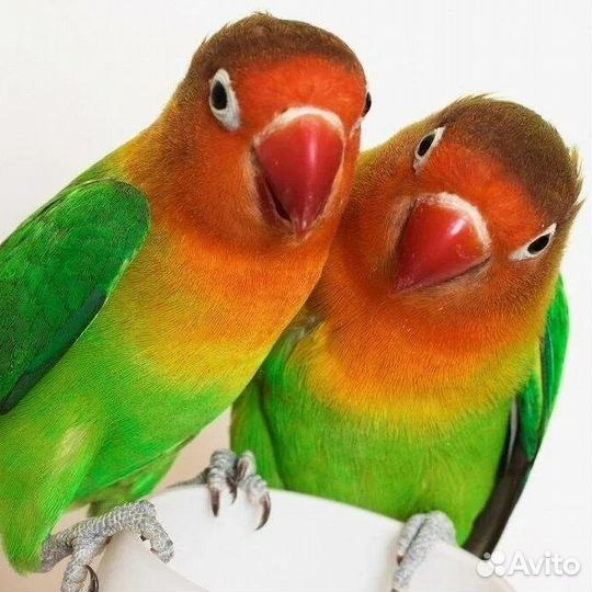 Неразлучник Фишера с оранжевой головой и зелёным телом