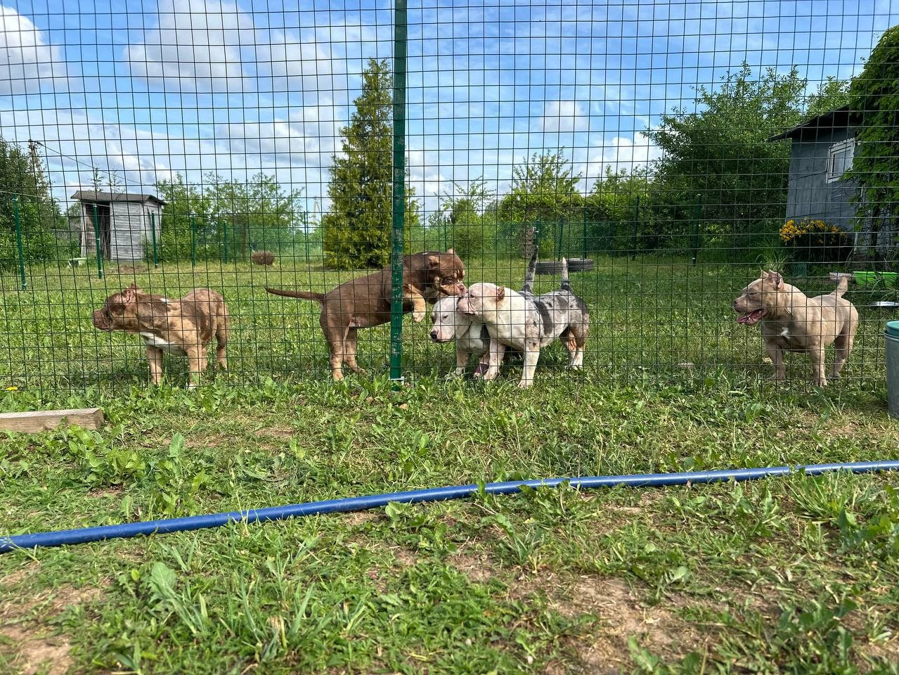 О нас. Питомник американских булли Bounty Pride Bully