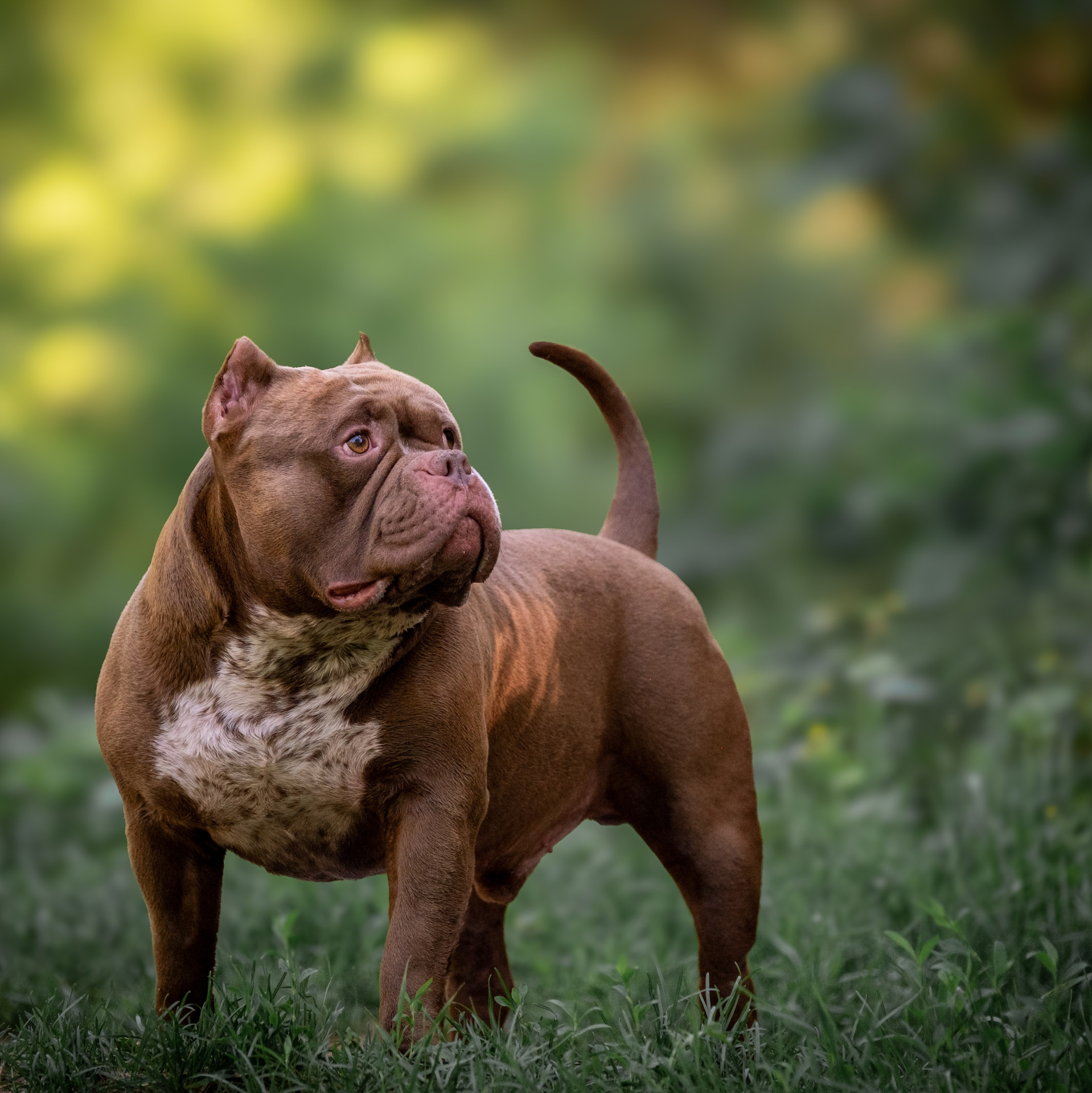 Услуги и цены. Зоофотограф, фотограф животных в Москве и области Дина Дамоцева