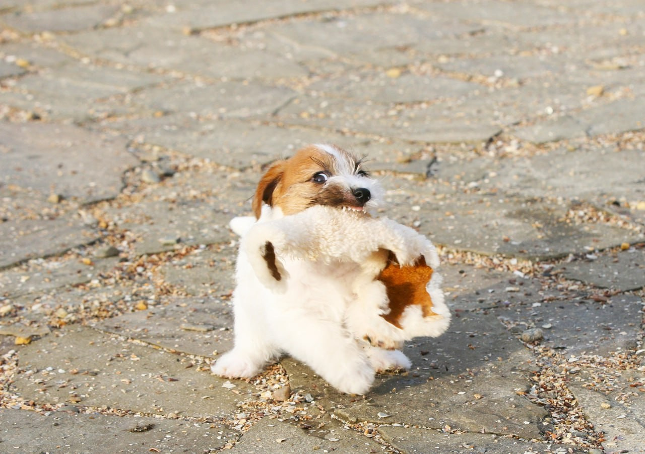 LITTER «С» 07.11.2025. Lovely Orange kennel Jack Russell Terrier FCI/RKF