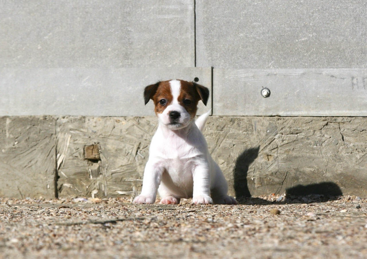 LITTER «W» 26.09.2025. Lovely-Orange питомник джек рассел терьеров