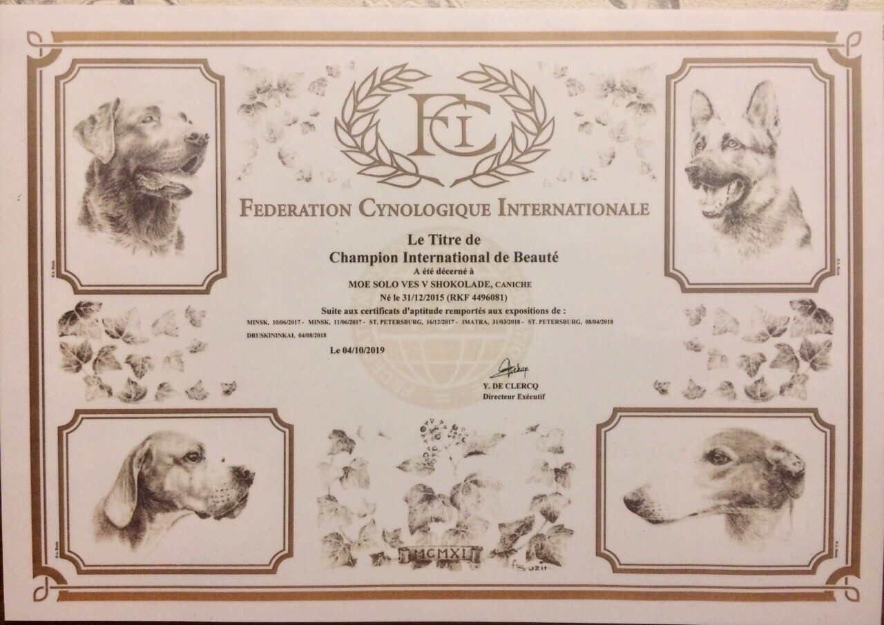 Новости. Питомник Больших Пуделей «Мое Соло»