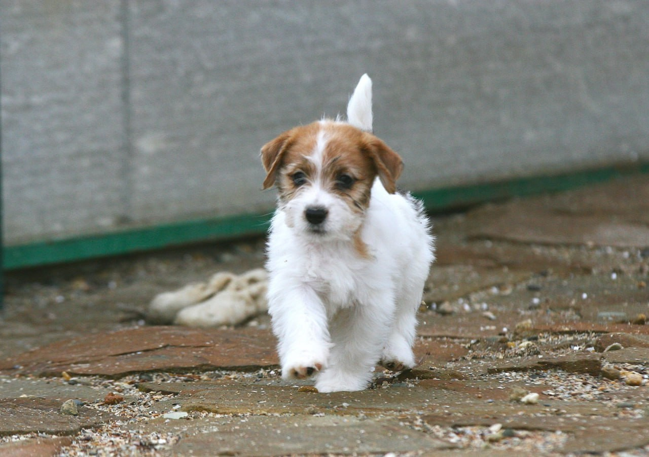 LITTER «С» 07.11.2025. Lovely Orange kennel Jack Russell Terrier FCI/RKF