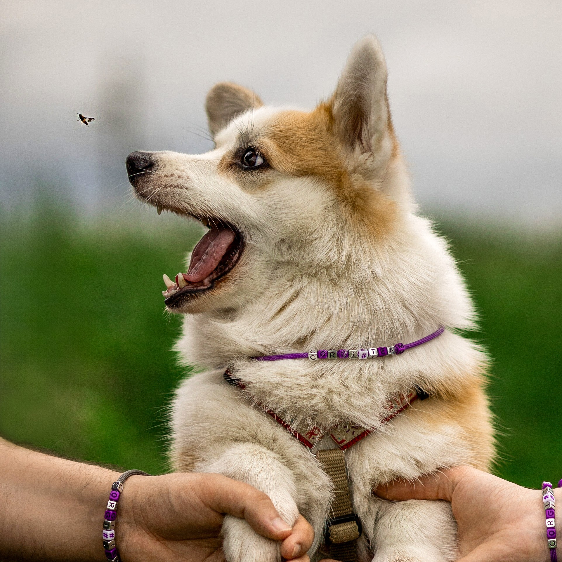Услуги и цены фотограф-анималист Анастасия Белаш. Анастасия Белаш