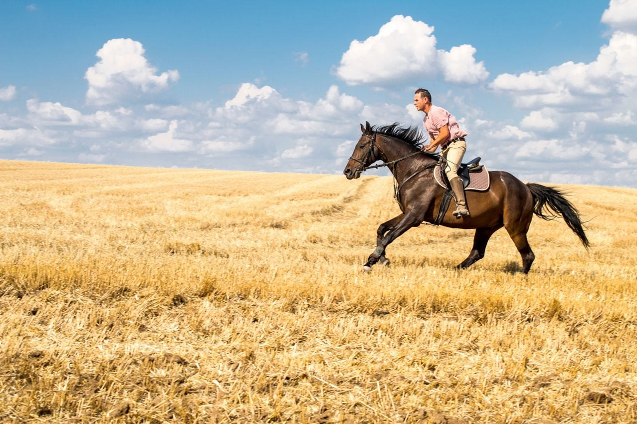 Tutorials. Liana Antanovich | Equestrian Strategies