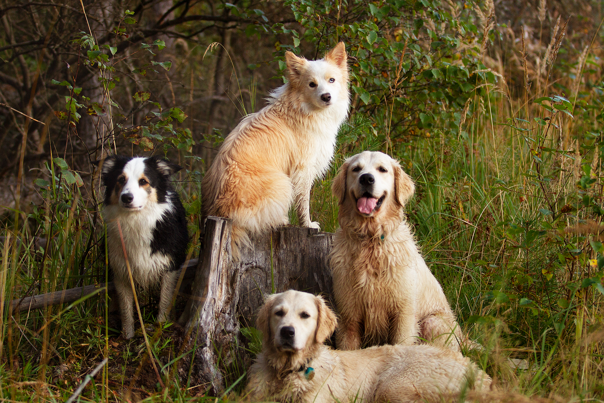 Стоимость съёмки. Фотограф-анималист в Москве и МО Самойлова Марина
