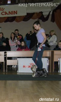 2013 г Результаты выставок. Питомник Йоркширских терьеров Дэнстайл в Санкт-Петербурге заводчик Тих