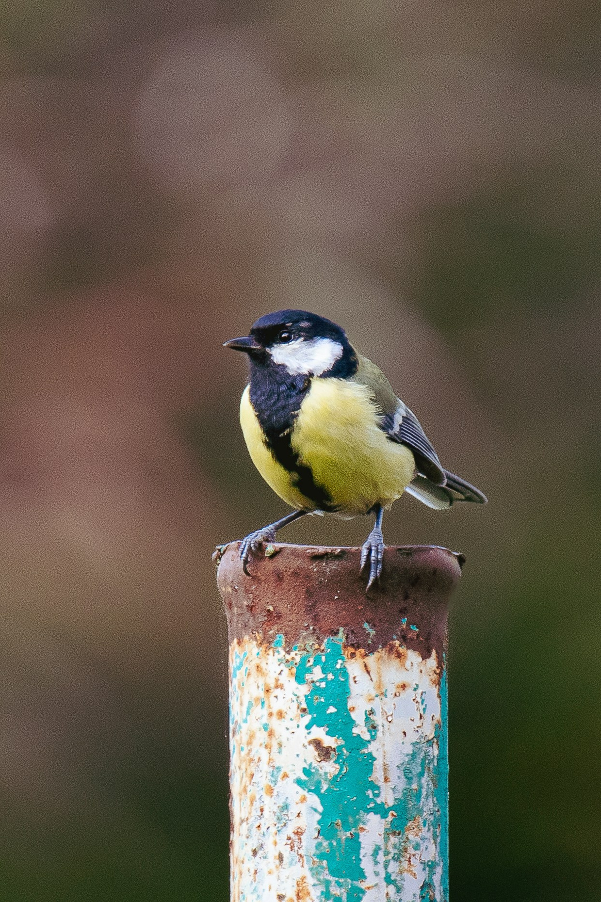 Фотоохота. Фотографии Лены Соколовой