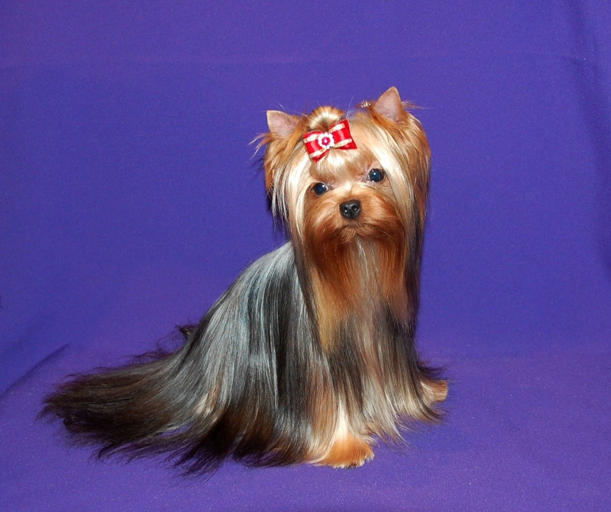 Дэнстайл Юрмала. Питомник Йоркширских терьеров Дэнстайл в Санкт-Петербурге заводчик Тих