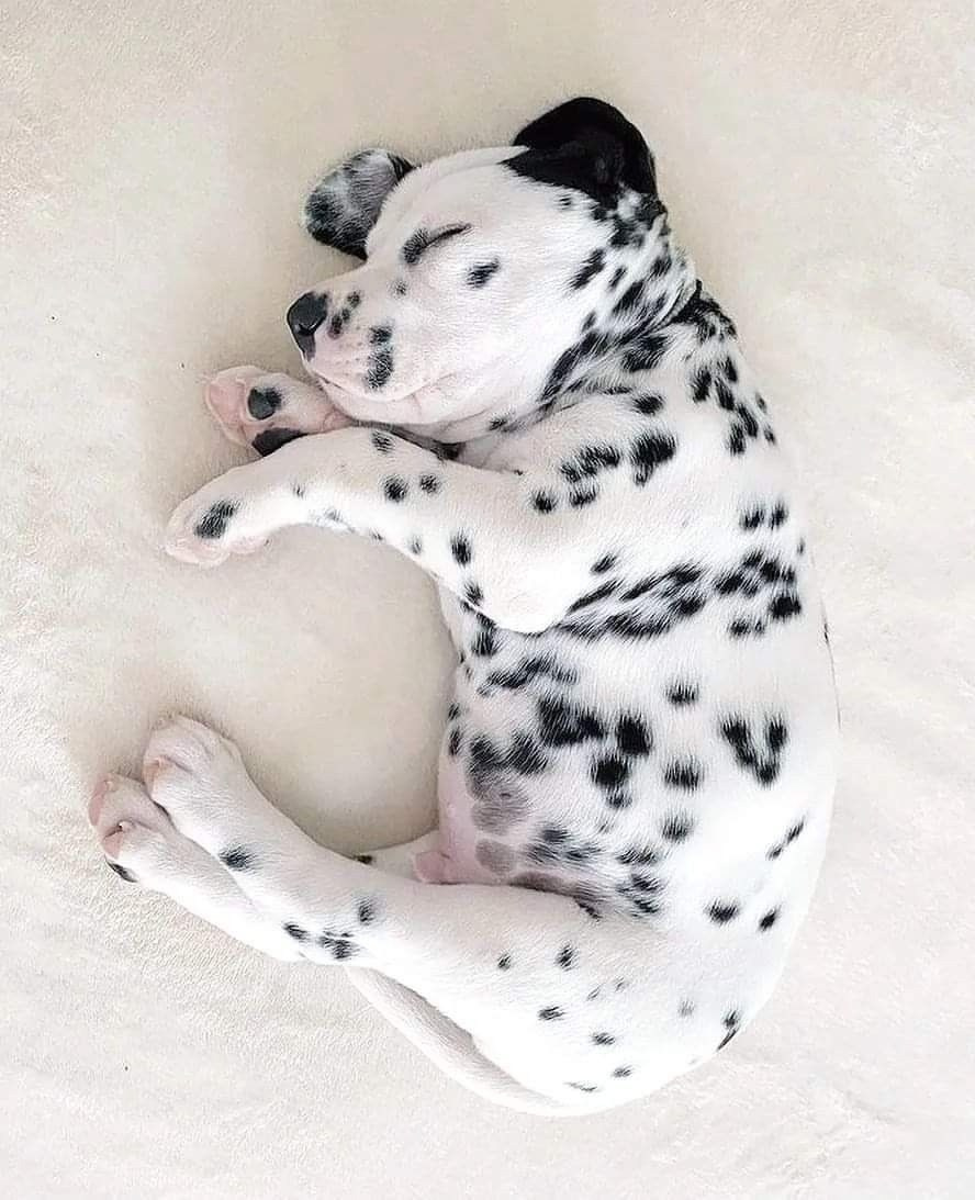 Новогодняя фотосессия с щенками далматинцами. Фотограф в Санкт-Петербурге, Анна Скворцова