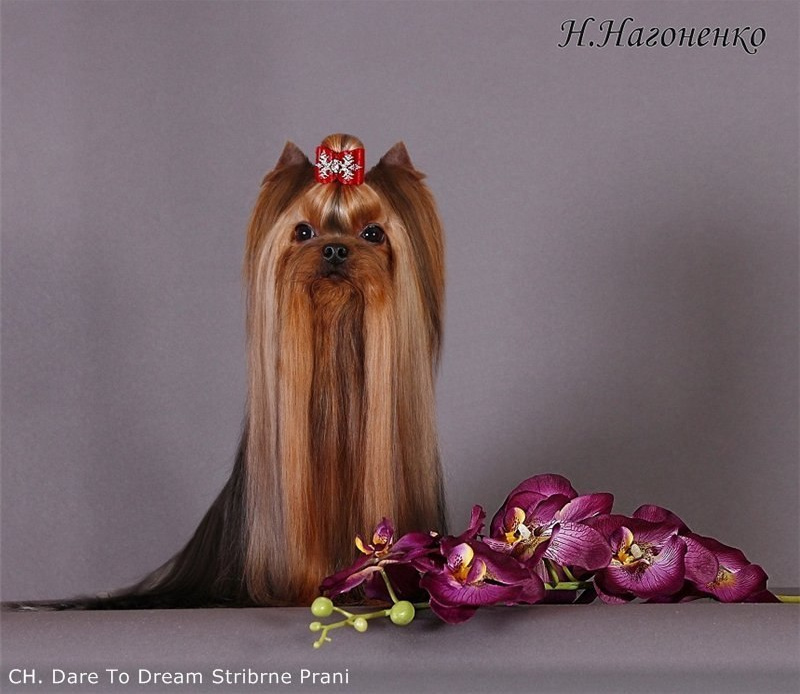 Dare To Dream Stribrne Prani. Питомник Йоркширских терьеров Дэнстайл в Санкт-Петербурге заводчик Тих