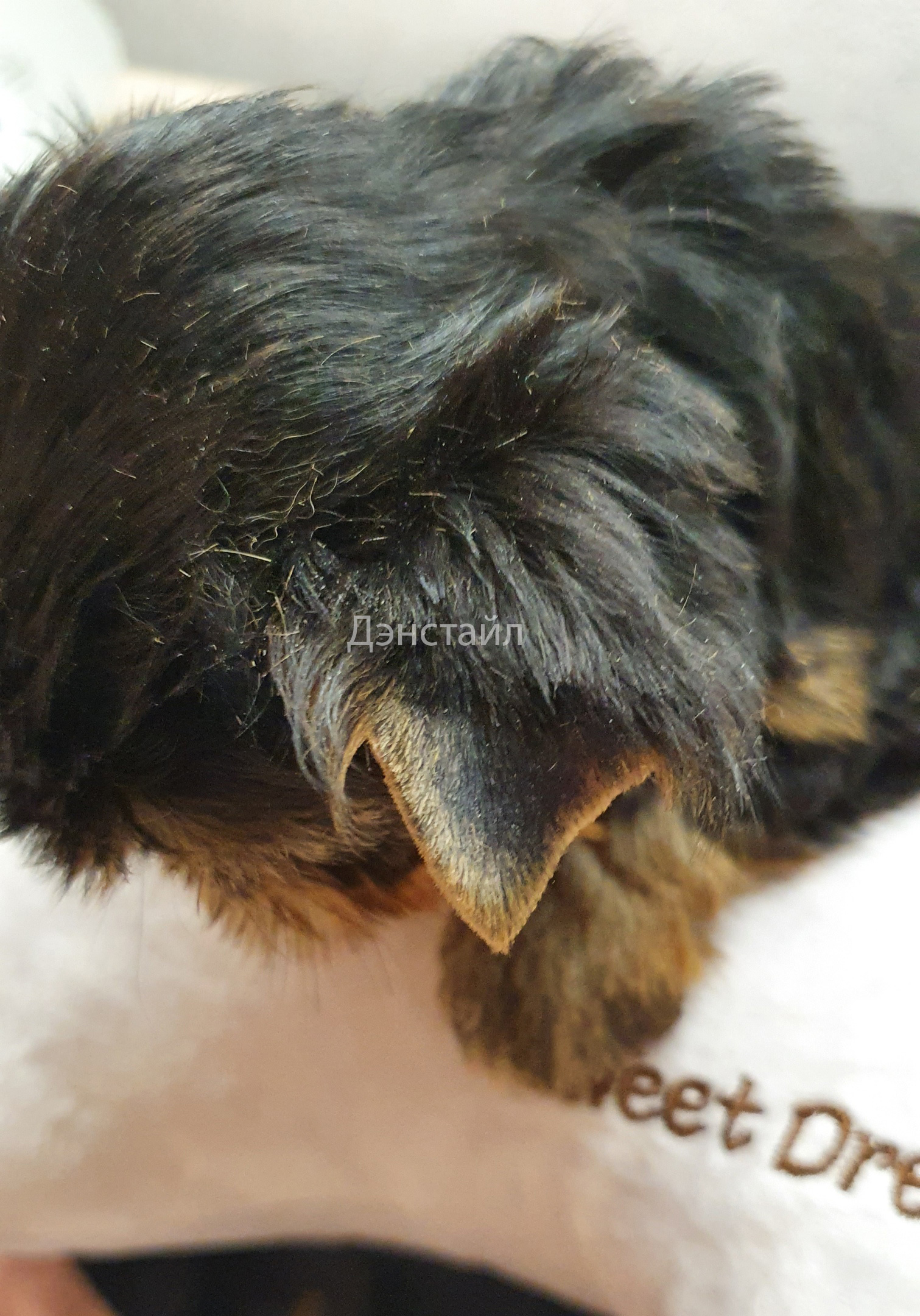 Как приклеить уши щенку Йоркширского Терьера. Питомник Йоркширских терьеров Дэнстайл в Санкт-Петербурге заводчик Тих