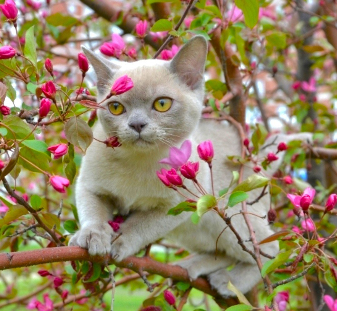 Котёнок американской бурмы. Las Burmas — питомник американской бурмы традиционных линий