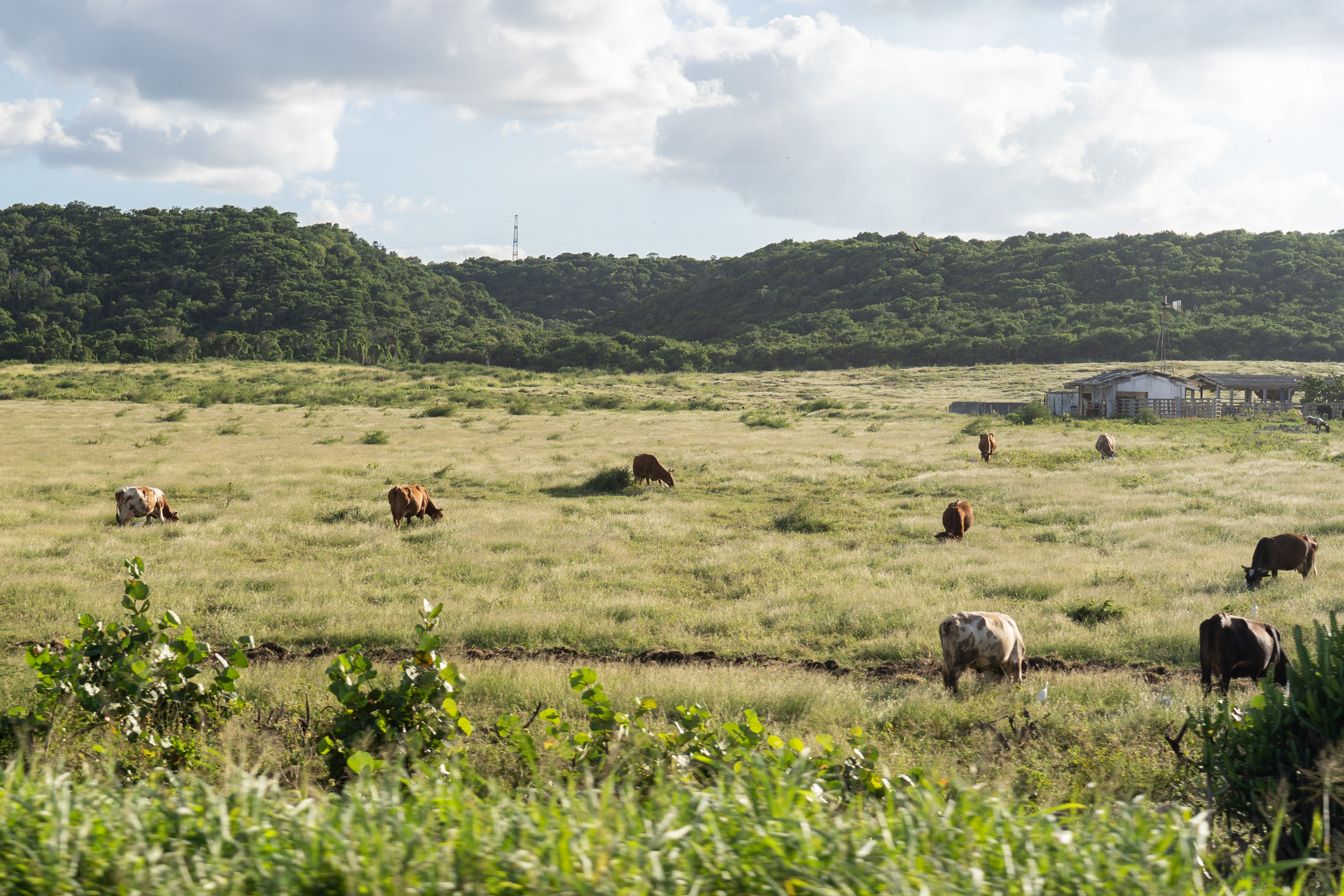 Гавана 2021. Каталожная и промышленная съемка в Москве Александр Плонский