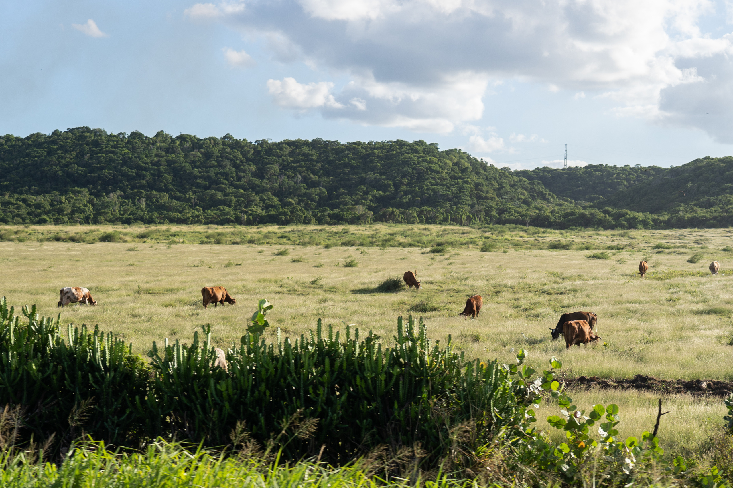 Гавана 2021. Каталожная и промышленная съемка в Москве Александр Плонский