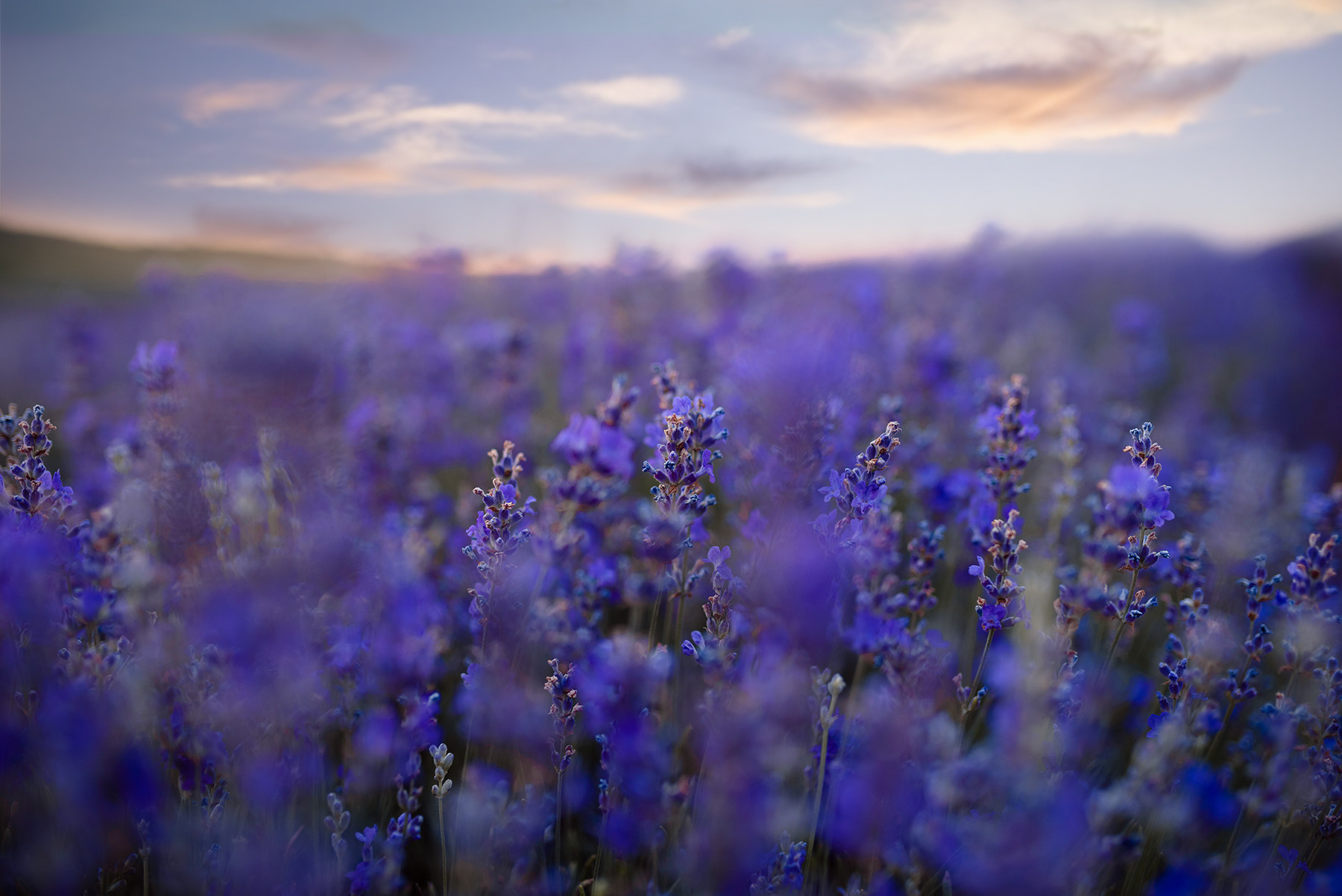 Лаванда в Болгарии