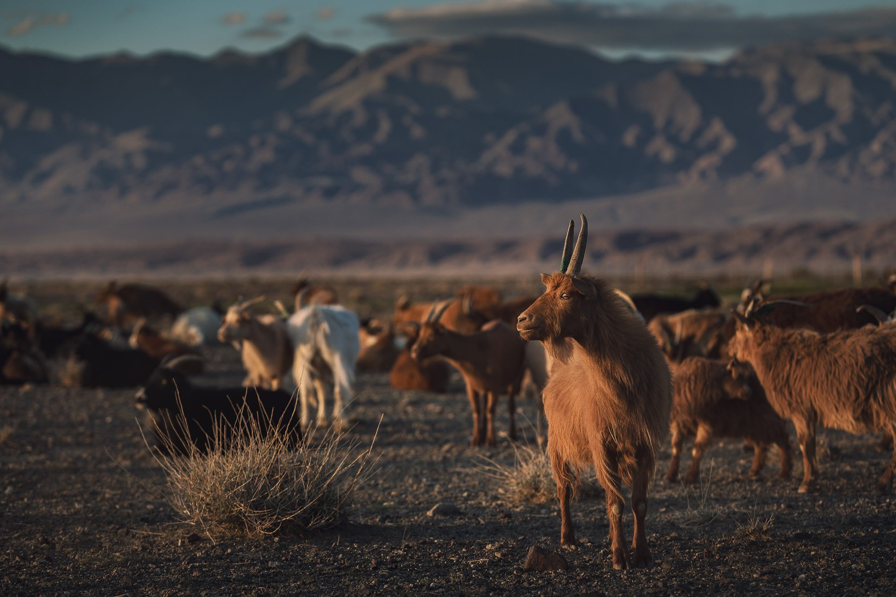 Экспедиция в пустыню Гоби (30.04.2023 — 08.05.2023 ). Фотограф Константин Шамин