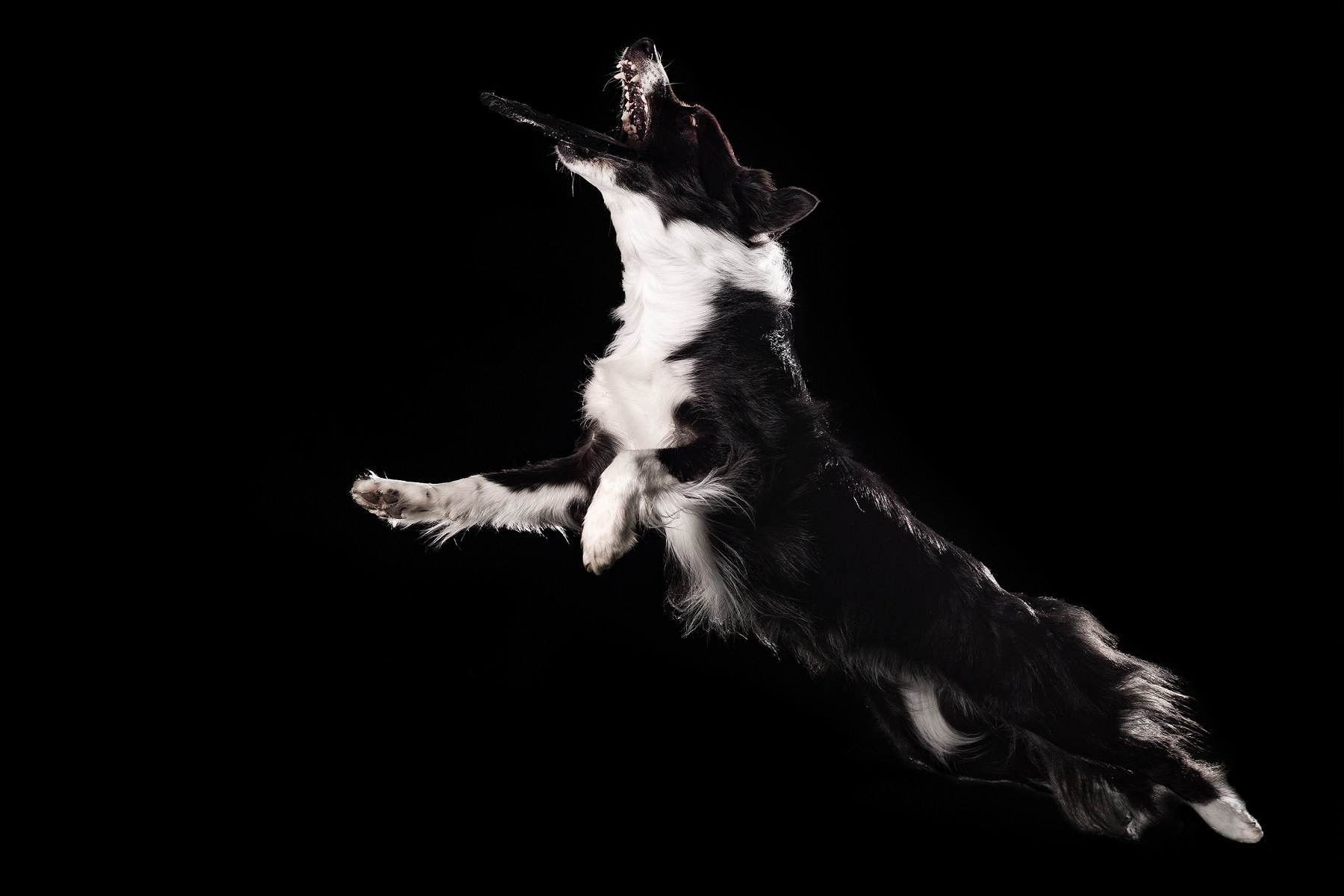 Выбираем тип съёмки (1). Фотограф-анималист Natalia Deingel | Фотосъемка собак в Москве