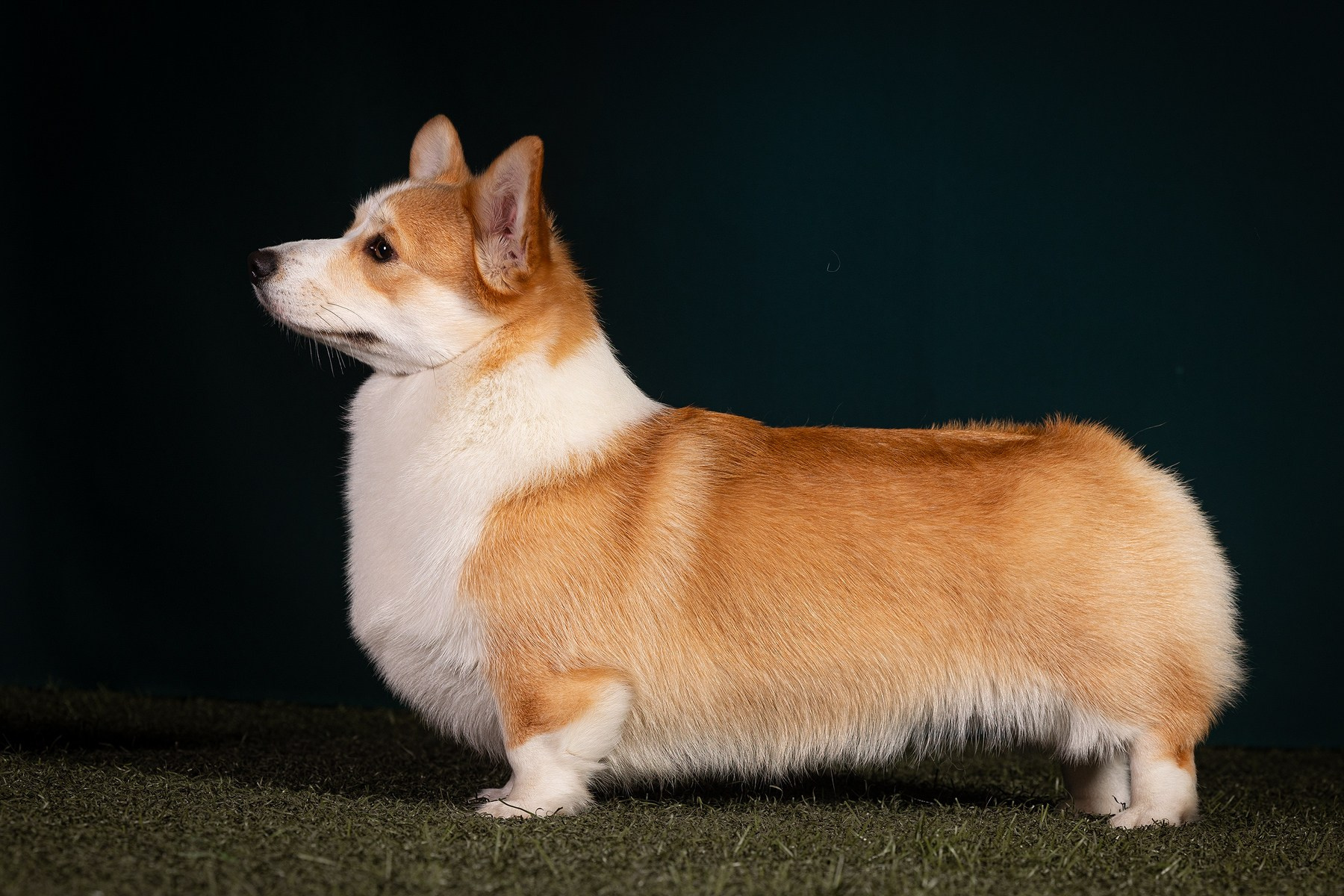 Приглашаю на студийные фото дни в феврале!. Фотограф-анималист Natalia Deingel | Фотосъемка собак в Москве