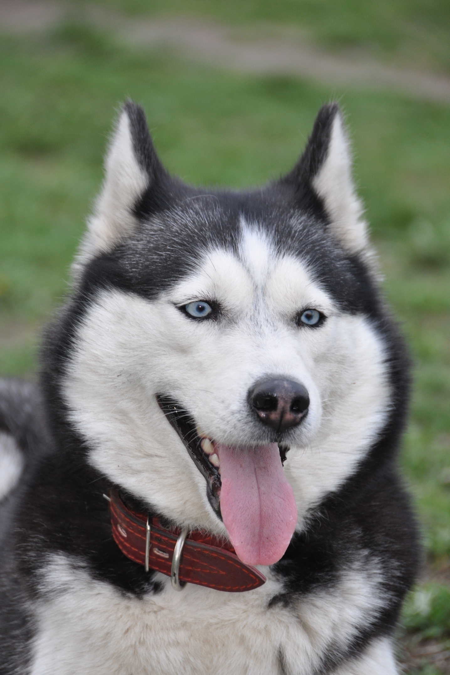 История питомника Ice Fantasy. Купить щенка Вельш-корги-кардиган в семейном питомнике — Ice Fantasy